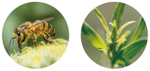 Bees. propolis plus