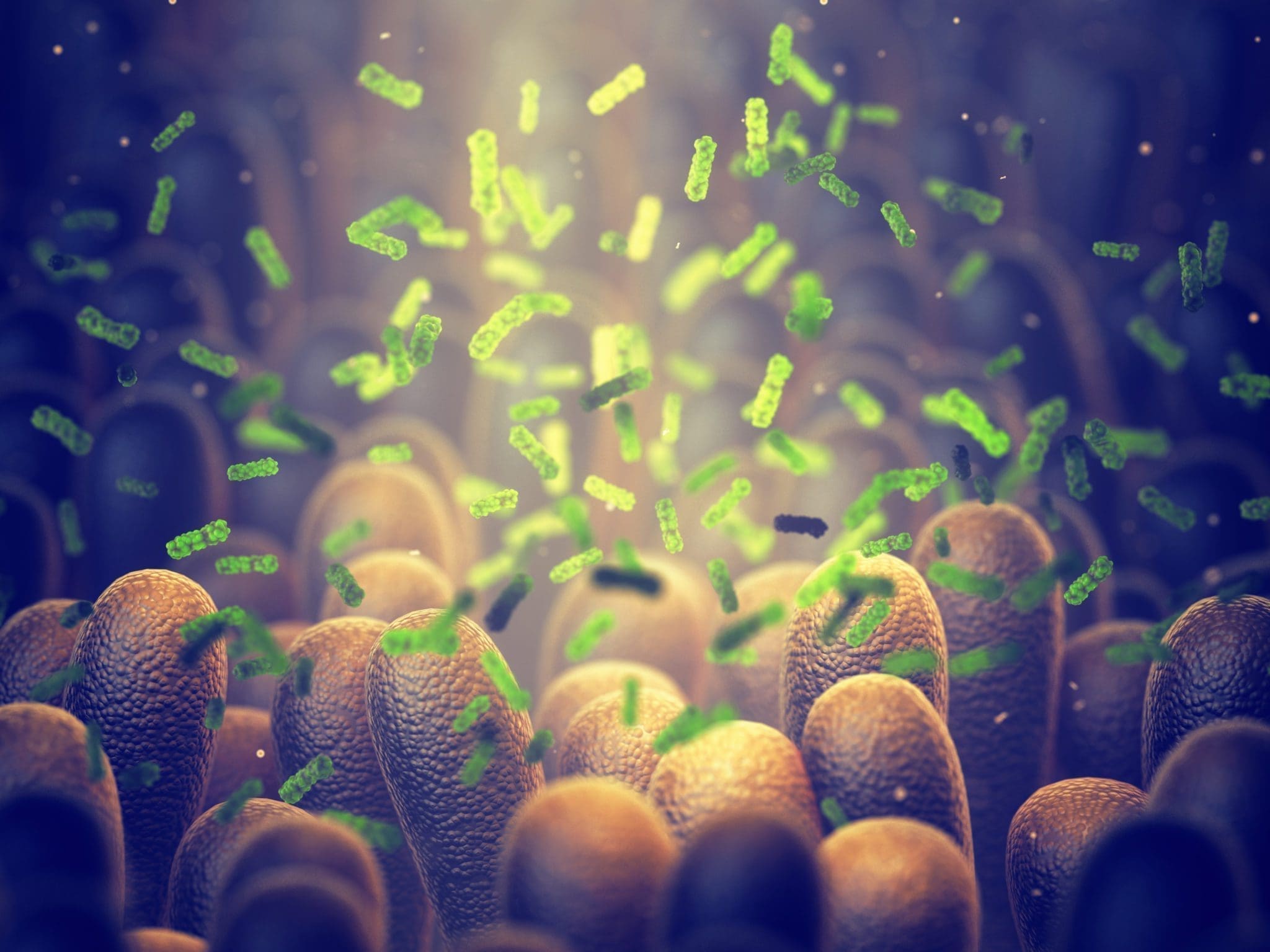 Probiotics include Antioxidant properties that help the immune system stay leathy
